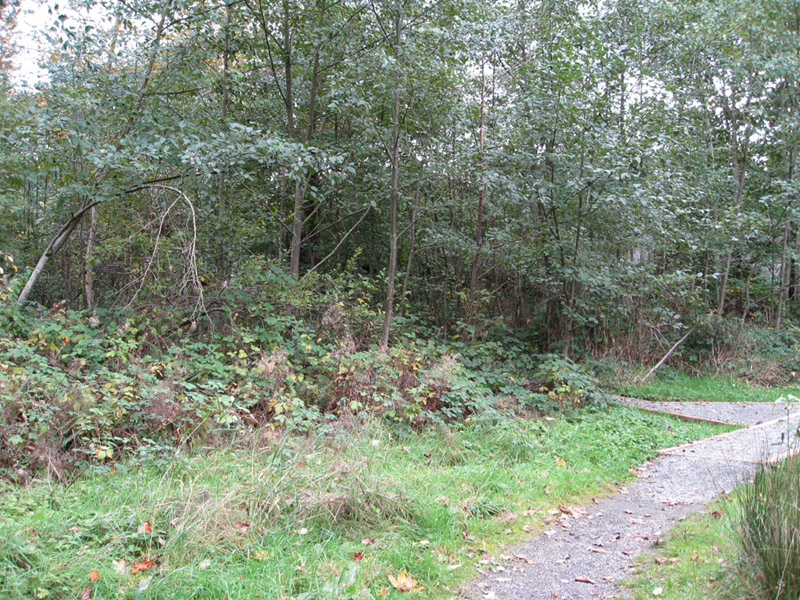 005October 2008 Cotton Hill Park 048