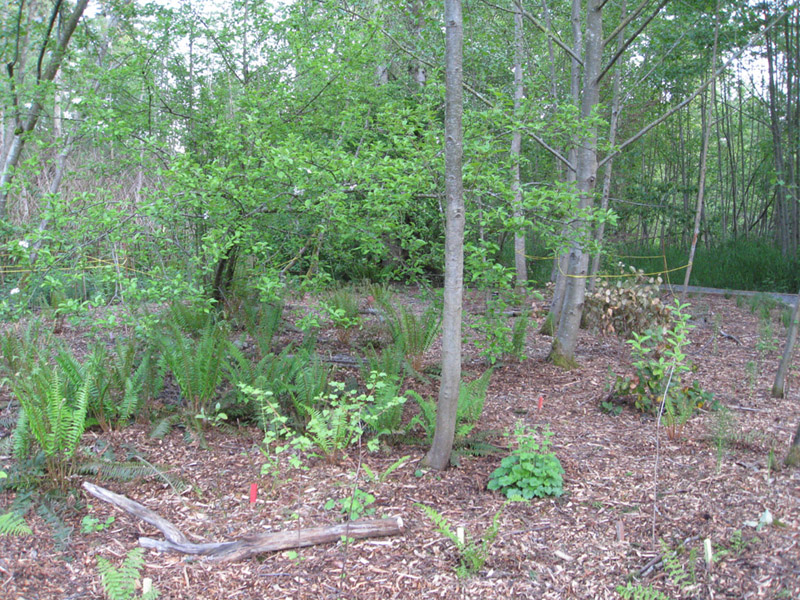 060May 2009 Wetlands and CHP 100