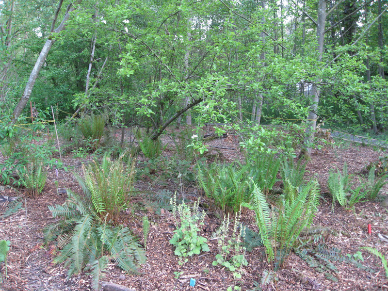 065May 2009 Wetlands and CHP 099
