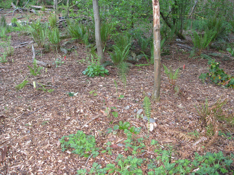 075May 2009 Wetlands and CHP 089